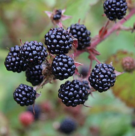 Rubus Karhunvattu-Ryhm